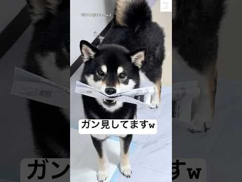 その顔なに⁉️紙くわえてガン見する黒柴が面白い😂　#柴犬　#黒柴　#かわいい犬 #おもしろ #犬のいる暮らし