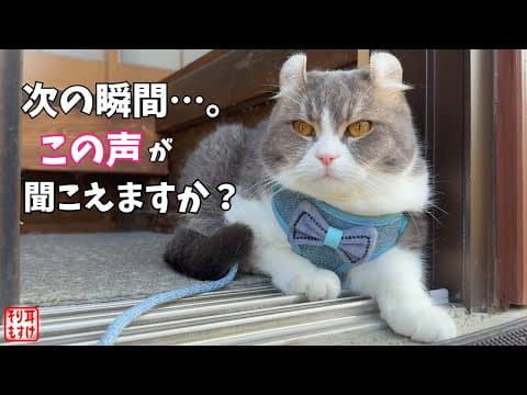 鳴けない猫が初めて鳴いた日、声をあげた驚きの理由に心が動かされた