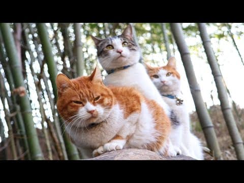 竹林のちろぽんさばじろう　250618