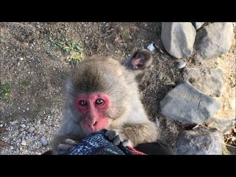 【悲報】猿に襲われてしまう