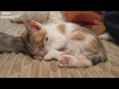 【生後38日】大好きな先住猫のしっぽを抱きしめながら寝てしまう子猫
