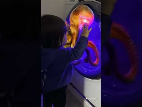 There's an octopus in the washing machine #pei #funny
