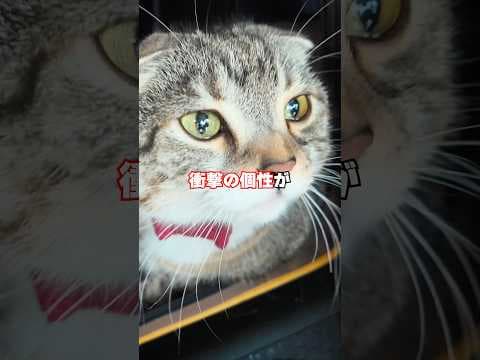 りっちゃんを大学病院で診てもらったら衝撃の個性が判明して身バレもしました🥺🥺🥺 #猫