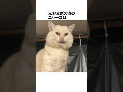 元野良ボス猫ニャーゴ伝説⑫