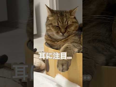 【イカ耳】猫が戦闘モードになる瞬間… #shorts