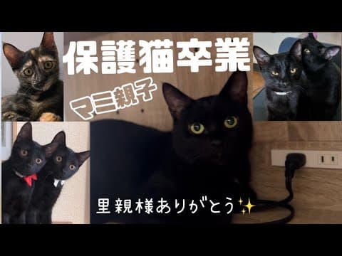 [保護猫卒業]美しい黒猫マミと5匹の子猫たち、みんな里親様のもとへ巣立っていきました！🥹里親様ありがとう✨