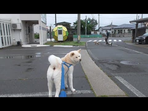 【秋田犬ゆうき】前から気になってた黒毛のトイプードルちゃんにどうやら彼氏が出来たらしい【akita dog】