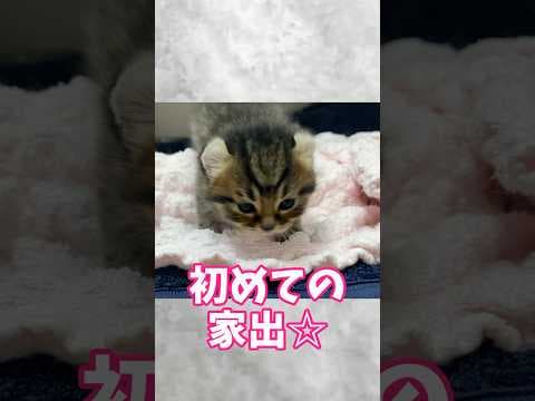 家出した小さな男の子のほろ苦い末路✨