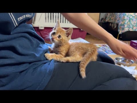 人のことが好きすぎてついつい膝に乗ってしまっていた子猫が今はこうなりました...!