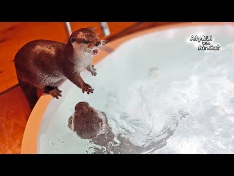 Ui’s Washing Mashine [Otter Life Day 921]