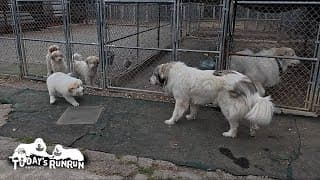 未知との遭遇！初めて目にするベビー達をとても不思議に思ったベルです　Great Pyrenees　グレートピレニーズ