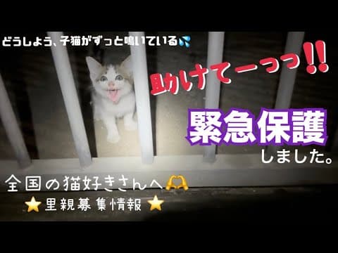 [緊急保護]助けを求めて鳴き叫ぶ子猫を保護しました。出会いから保護の一部始終。沖縄の厳しい現状。そろそろキャパの限界😭全国の猫好きさん、うちの保護猫の里親さんになっていただけませんか？[里親募集]