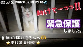 [緊急保護]助けを求めて鳴き叫ぶ子猫を保護しました。出会いから保護の一部始終。沖縄の厳しい現状。そろそろキャパの限界😭全国の猫好きさん、うちの保護猫の里親さんになっていただけませんか？[里親募集]