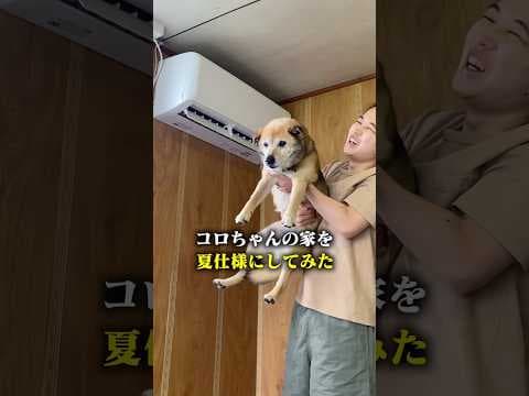 愛犬の家を夏仕様にしてみた