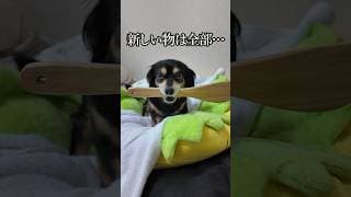 新品は一旦自分の物になる犬