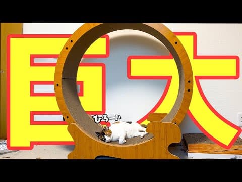 猫用の回し車、大きさがついに限界突破してしまいましたwww【想定外のプレゼント】