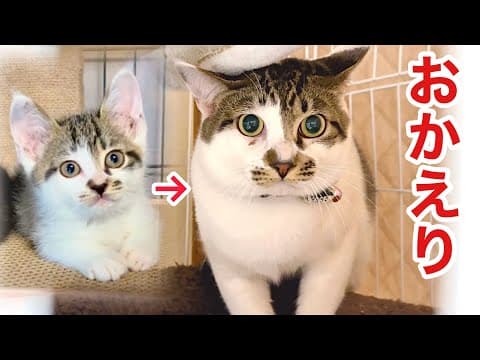 信用した里親が飼育崩壊…８ヶ月後に取り戻した子猫
