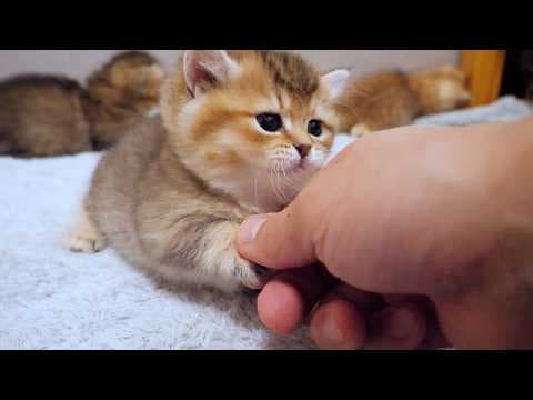 Cute kitten who notices his owner and comes to shake his hand...