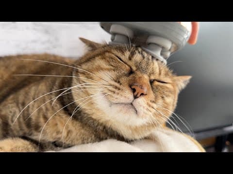 マッサージ機を気に入った猫がまだして欲しそうに待つ姿が可愛すぎました