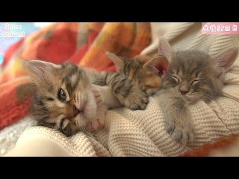 【生後39日】遊び疲れて腕枕で寝てしまう子猫たち