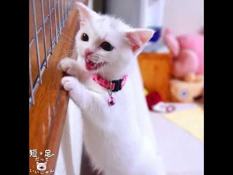 歴代の猫が同じ事をやってました！　#ジェネッタ #マンチカン #短足