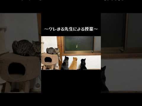 にゃんこ先生による授業#cat#猫#保護猫#kitten#授業
