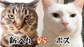 【大喧嘩】やりたい放題の新入り保護猫にボス猫ブチ切れ‼︎