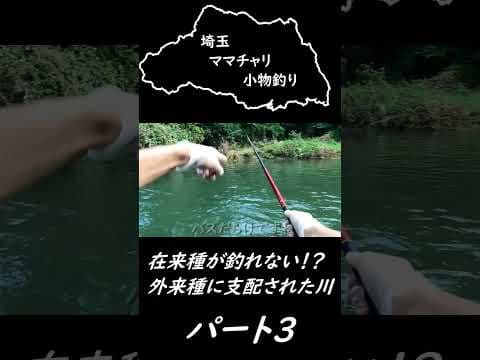 在来種が釣れない！？外来種に支配された川 パート3 #大物釣り  #釣り #大物釣り #バス釣り