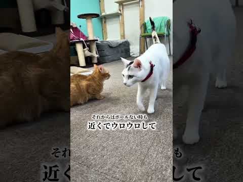 ボール回収委員リリさん。