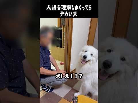 言葉の意味が絶対わかってる愛犬　#greatpyrenees #グレートピレニーズ #大型犬 #大型犬のいる生活 #ゴールデンレトリバー #犬のいる生活 #可愛い #愛犬 #癒し #ペット