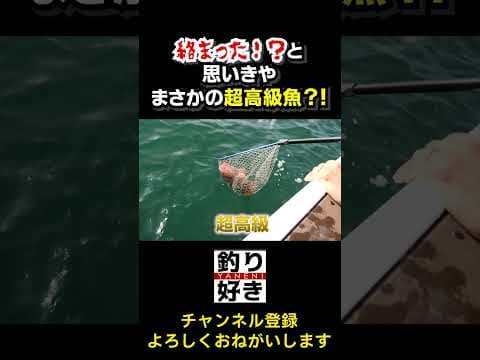 マジでデカい根魚釣れた！！！