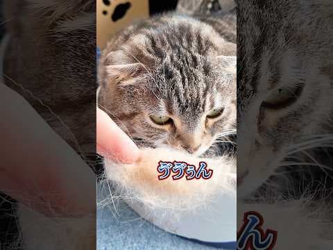 「推し猫ボールペン」を作ってたらりっちゃんが突然キレ始めたでごわす🤣🤣🤣 #猫