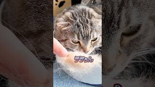 「推し猫ボールペン」を作ってたらりっちゃんが突然キレ始めたでごわす🤣🤣🤣 #猫