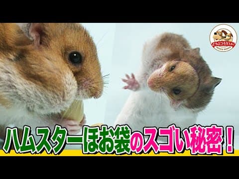【ハムスター図鑑】ほお袋の驚くべき秘密！緊急時には〇〇袋になる!?エサをパンパンに詰め込んで穴抜けチャレンジ【どうぶつ奇想天外／WAKUWAKU】