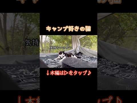 キャンプと飼い主が好きすぎる猫