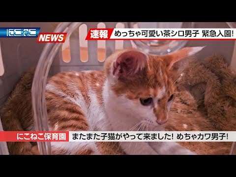 【にこねこ速報】またまたまた...！？茶シロ子猫がご入園しました
