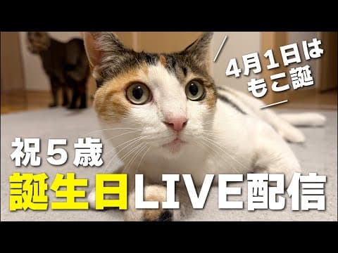 pocomo life がライブ配信中！