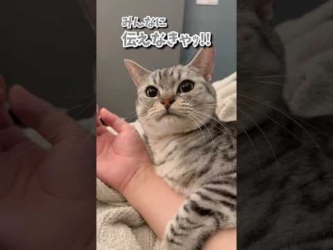 大事な事を伝えにくる猫が愛おしすぎる【ｴｯﾎｴｯﾎ】 #shorts #猫 #cat