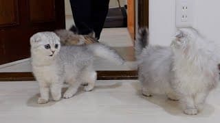 The kitten who gets confused because her daddy cat's room changes too much is so cute!