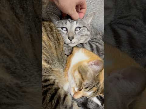 気絶してる猫の眼がヤバすぎた #猫 #ポケポケ #おはよう