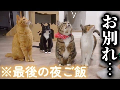 【里親決定】我が家一のシャーシャー猫とお別れすることになりました