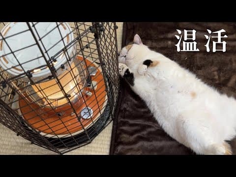ホットカーペットの上で寝そべる猫