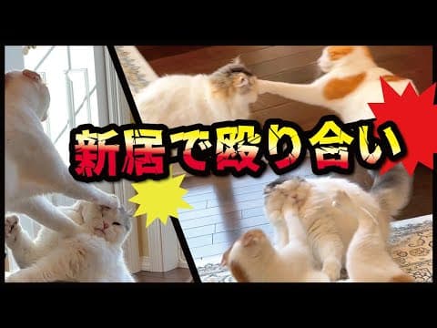 新居で大ゲンカ！！渾身の左ストレートをまともにもらった後輩猫がついに…！！【プレミア配信】【関西弁でしゃべる猫】【猫アテレコ】