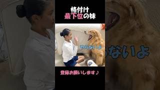 格下妹にはめちゃくちゃ反抗的すぎる大型犬クッキー#goldenretriever #dog #箱入りクッキーはゴールデンレトリバー