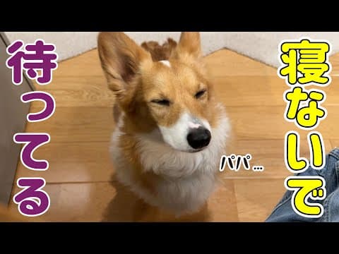 睡魔と戦いながら大好きなパパの帰りを待つコーギー