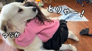 【ついに…】愛が強すぎて超大型犬を押し倒した２歳児、なんとそのまま寝始めちゃいました笑｜グレートピレニーズ&オールドイングリッシュシープドッグ&トイプードル