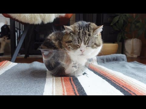 お気に入りの透明ボウルでちんまりしてるねこ。-Maru fits compactly into his favorite transparent bowl.