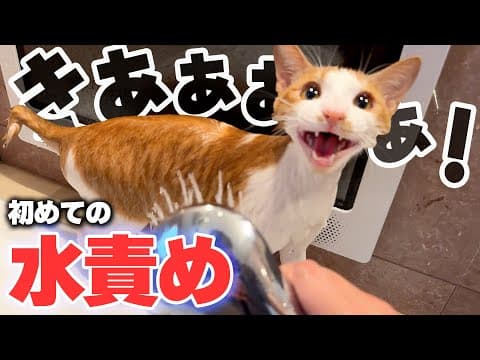 暴れて泥だらけになった子猫を初めて水責めしたら泣き叫んでしまいましたwwww