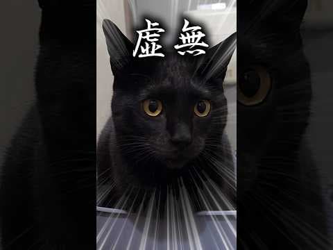 影千代のうんこハイ#保護猫 #黒猫