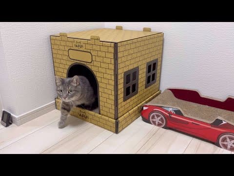 猫たちに秘密基地を作ってあげた結果...